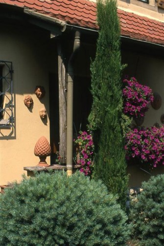 Cupressus sempervirens