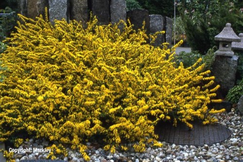 Cytisus decumbens