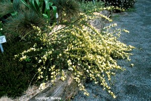 Cytisus kewensis