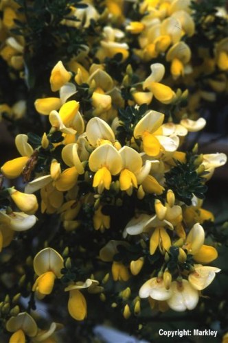 Cytisus scoparius 'Luna'