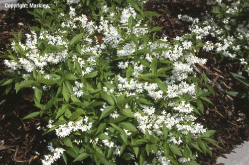 Deutzia gracilis