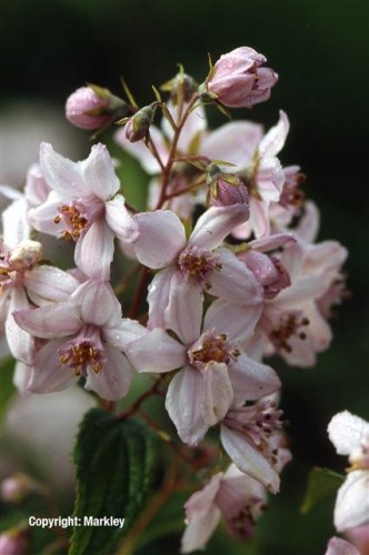 Deutzia hybrida 'Mont Rose'