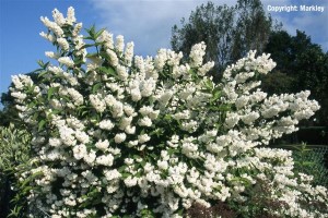 Deutzia magnifica