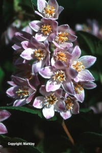 Deutzia magnifica 'Tourbillon Rouge'