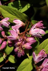 Deutzia rosea