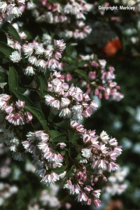 Deutzia scabra 'Plena'