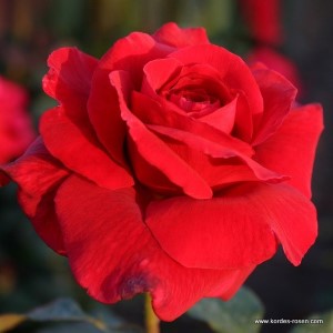 Rosa 'Duftzauber' -R-