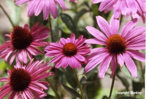 Echinacea purpurea 'Magnus'