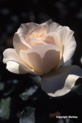 Rosa 'EdelweiÃŸ' -R-