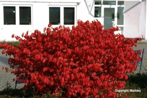 Euonymus alatus 'Compactus'