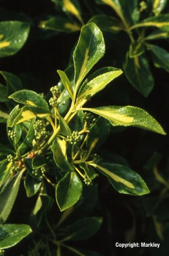 Euonymus fortunei 'Sunspot'