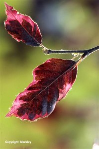 Fagus sylvatica 'Purpurea Tricolor'