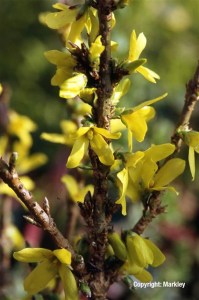 Forsythia 'Boucle d'Or' ('Courtacour')