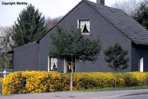 Forsythia intermedia 'Lynwood Gold'