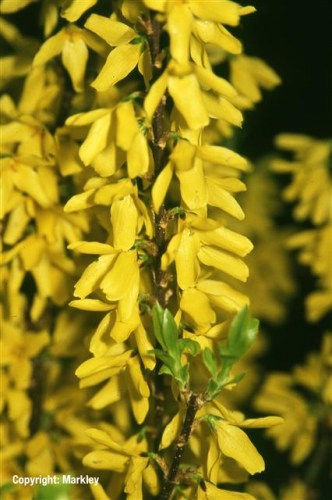 Forsythia 'Melee d'Or'