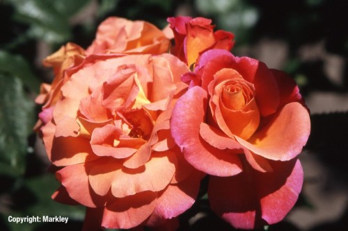 Rosa 'Freisinger Morgenröte' -R-