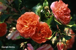 Rosa 'GebrÃ¼der Grimm' -R-