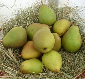 Pyrus com. 'Gellerts Butterbirne'