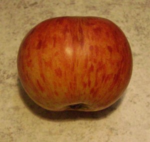 Malus 'Gewürzluiken'