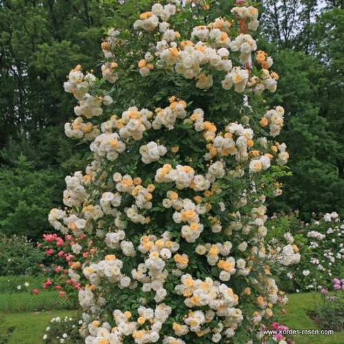 Rosa 'Ghislaine de Feligonde