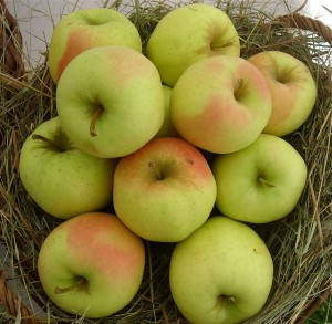 Malus 'Golden Delicious'
