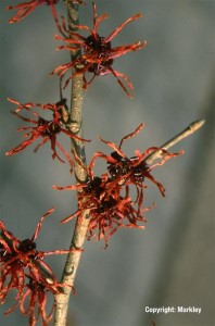 Hamamelis intermedia 'Feuerzauber'