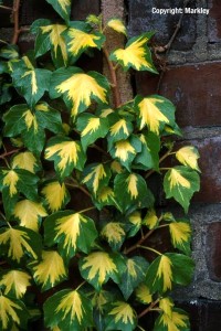 Hedera helix 'Goldheart'