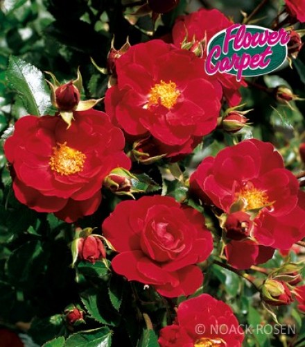 Rosa 'Heidefeuer' - R -