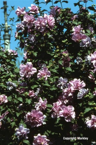 Hibiscus syriacus 'Ardens'