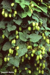 Humulus lupulus