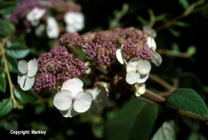 Hydrangea aspera 'Macrophylla'