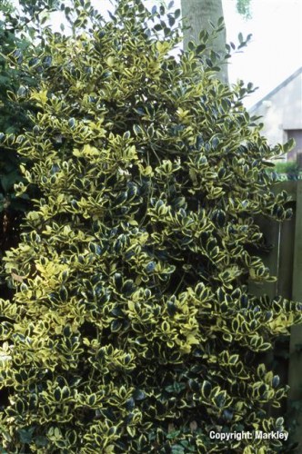 Ilex aquifolium 'Golden van Tol'