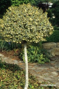 Ilex aquifolium 'Silver Queen'