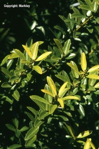 Ilex crenata 'Blondie'