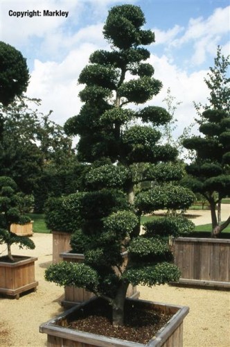 Ilex crenata 'Kin Me'