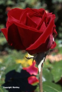 Rosa 'Ingrid Bergman' -R-