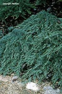 Juniperus horizontalis 'Icee Blue'