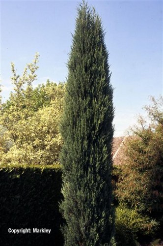 Juniperus scopulorum 'Blue Arrow'