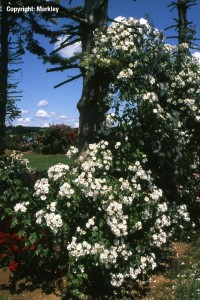 Rosa 'Kiftsgate'