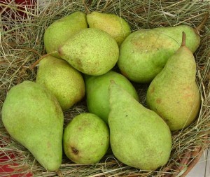 Pyrus com. 'Köstliche von Charneu'