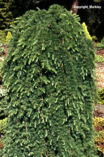 Larix kaempferi 'Stiff Weeping'