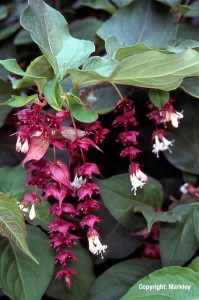 Leycesteria formosa