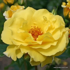Rosa 'LichtkÃ¶nigin Lucia' -R-