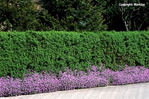 Ligustrum vulgare 'Atrovirens'