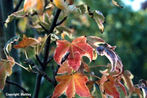 Liquidambar styraciflua 'Albomarginata Manon'