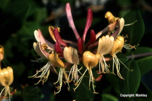 Lonicera heckrottii