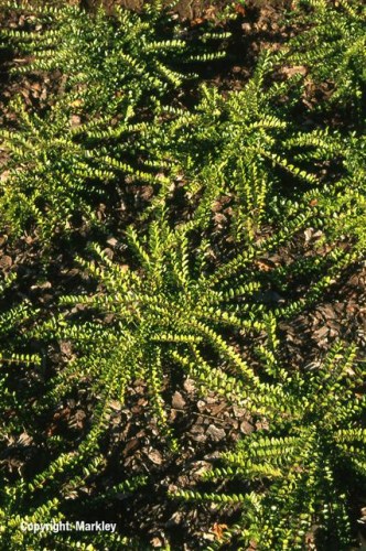 Lonicera nitida 'Maigruen'