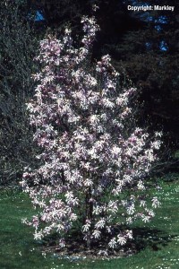 Magnolia loebneri 'Leonard Messel'