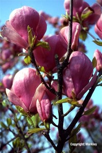 Magnolia soulangiana 'Lennei'