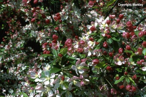 Malus floribunda